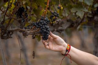 Millésime d'un vin : ce que l'année change vraiment