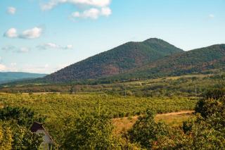 Vins du Massif central : volcans, gamay et petits crus