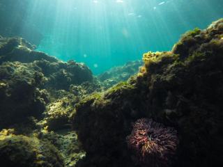 Vin vieilli sous la mer : principe, cadre et débat