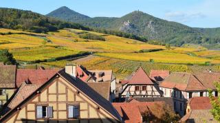 Vins d'Alsace : cépages, grands crus et route