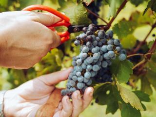 Beaujolais nouveau : histoire, gamay et repas