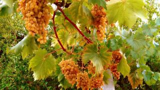 Sémillon : le cépage doré du Bordelais